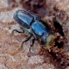 Birch Bark Beetle - Scolytus ratzeburgii | Fotografijos autorius : Romas Ferenca | © Macronature.eu | Macro photography web site