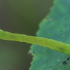 Balsvasis taškasprindis - Cyclophora albipunctata, vikšras | Fotografijos autorius : Gintautas Steiblys | © Macronature.eu | Macro photography web site