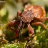 Bird-Cherry Weevil - Anthonomus rectirostris  | Fotografijos autorius : Oskaras Venckus | © Macronature.eu | Macro photography web site