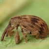 Bird-Cherry Weevil - Anthonomus rectirostris | Fotografijos autorius : Vidas Brazauskas | © Macronature.eu | Macro photography web site