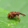 Bird-Cherry Weevil - Anthonomus rectirostris | Fotografijos autorius : Romas Ferenca | © Macronature.eu | Macro photography web site