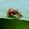 Bird-Cherry Weevil - Anthonomus rectirostris | Fotografijos autorius : Romas Ferenca | © Macronature.eu | Macro photography web site