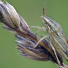 Bishop's mitre shield bug - Aelia acuminata  | Fotografijos autorius : Vilius Grigaliūnas | © Macronature.eu | Macro photography web site