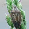 Bishop's mitre shield bug - Aelia acuminata | Fotografijos autorius : Vidas Brazauskas | © Macronature.eu | Macro photography web site