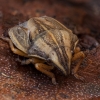Bishop's mitre shield bug - Aelia acuminata | Fotografijos autorius : Žilvinas Pūtys | © Macronature.eu | Macro photography web site