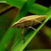 Bishop's mitre shield bug - Aelia acuminata | Fotografijos autorius : Romas Ferenca | © Macronature.eu | Macro photography web site