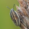 Bishop's mitre shield bug - Aelia acuminata | Fotografijos autorius : Darius Baužys | © Macronature.eu | Macro photography web site
