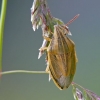 Bishop's mitre shield bug - Aelia acuminata | Fotografijos autorius : Darius Baužys | © Macronature.eu | Macro photography web site