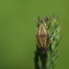 Bishop's mitre shield bug - Aelia acuminata | Fotografijos autorius : Dalia Račkauskaitė | © Macronature.eu | Macro photography web site