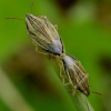 Bishop's mitre shield bugs - Aelia acuminata | Fotografijos autorius : Romas Ferenca | © Macronature.eu | Macro photography web site