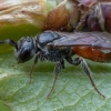 Bitė - Sphecodes longulus ♀ | Fotografijos autorius : Žilvinas Pūtys | © Macrogamta.lt | Šis tinklapis priklauso bendruomenei kuri domisi makro fotografija ir fotografuoja gyvąjį makro pasaulį.