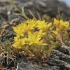 Biting stonecrop - Sedum acre | Fotografijos autorius : Gintautas Steiblys | © Macronature.eu | Macro photography web site