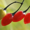 Paprastasis karklavijas - Solanum dulcamara | Fotografijos autorius : Gintautas Steiblys | © Macronature.eu | Macro photography web site