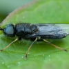 Plokščiamusė - Odontomyia tigrina ♂ | Fotografijos autorius : Žilvinas Pūtys | © Macronature.eu | Macro photography web site