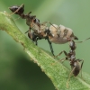 Juodoji skruzdėlė - Lasius cf. niger | Fotografijos autorius : Gintautas Steiblys | © Macronature.eu | Macro photography web site