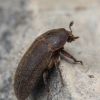 Black Larder Beetle - Dermestes ater | Fotografijos autorius : Gintautas Steiblys | © Macronature.eu | Macro photography web site