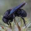 Lapkirpė bitė - Megachile parietina ♀ | Fotografijos autorius : Žilvinas Pūtys | © Macronature.eu | Macro photography web site