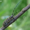 Black Pine Sawyer beetle - Monochamus galloprovincialis  | Fotografijos autorius : Darius Baužys | © Macronature.eu | Macro photography web site