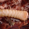 Black Pine Sawyer beetle - Monochamus galloprovincialis, larva | Fotografijos autorius : Romas Ferenca | © Macronature.eu | Macro photography web site