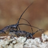 Black Pine Sawyer beetle - Monochamus galloprovincialis | Fotografijos autorius : Zita Gasiūnaitė | © Macronature.eu | Macro photography web site