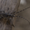 Black Pine Sawyer beetle - Monochamus galloprovincialis | Fotografijos autorius : Giedrius Markevičius | © Macronature.eu | Macro photography web site
