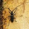 Black Pine Sawyer beetle - Monochamus galloprovincialis | Fotografijos autorius : Romas Ferenca | © Macronature.eu | Macro photography web site