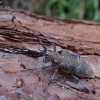 Black Pine Sawyer beetle - Monochamus galloprovincialis | Fotografijos autorius : Romas Ferenca | © Macronature.eu | Macro photography web site