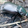 Black Sexton Beetle - Nicrophorus humator | Fotografijos autorius : Romas Ferenca | © Macronature.eu | Macro photography web site