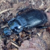 Black Sexton Beetle - Nicrophorus humator | Fotografijos autorius : Romas Ferenca | © Macronature.eu | Macro photography web site