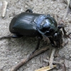 Black Sexton Beetle - Nicrophorus humator | Fotografijos autorius : Vitalii Alekseev | © Macronature.eu | Macro photography web site