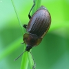 Black Snail Beetle - Phosphuga atrata | Fotografijos autorius : Vidas Brazauskas | © Macronature.eu | Macro photography web site