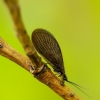 Black Spongillafly - Sisyra nigra | Fotografijos autorius : Romas Ferenca | © Macronature.eu | Macro photography web site