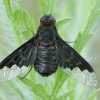 Black banded bee fly - Hemipenthes morio | Fotografijos autorius : Gintautas Steiblys | © Macronature.eu | Macro photography web site