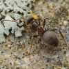 Juodoji skruzdėlė - Lasius niger | Fotografijos autorius : Gintautas Steiblys | © Macronature.eu | Macro photography web site