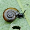 Šlapyninė juodė - Zonitoides nitidus | Fotografijos autorius : Romas Ferenca | © Macronature.eu | Macro photography web site