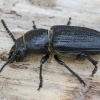 Black longicorn beetle | Spondylis buprestoides | Fotografijos autorius : Darius Baužys | © Macronature.eu | Macro photography web site