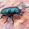 Black longicorn beetle - Spondylis buprestoides (Linnaeus, 1758) | Fotografijos autorius : Vitalii Alekseev | © Macronature.eu | Macro photography web site