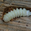 Black longicorn beetle - Spondylis buprestoides, larva | Fotografijos autorius : Romas Ferenca | © Macronature.eu | Macro photography web site