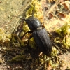 Black longicorn beetle - Spondylis buprestoides | Fotografijos autorius : Kristina Valinčienė | © Macronature.eu | Macro photography web site