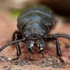 Black longicorn beetle - Spondylis buprestoides | Fotografijos autorius : Žilvinas Pūtys | © Macronature.eu | Macro photography web site