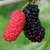 Black mulberry - Morus nigra | Fotografijos autorius : Gintautas Steiblys | © Macronature.eu | Macro photography web site