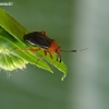 Black plant bug - Capsus ater (Linnaeus- 1758) - color variant | Fotografijos autorius : Darius Baužys | © Macronature.eu | Macro photography web site