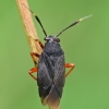 Miglinė žolblakė - Capsus ater  | Fotografijos autorius : Gintautas Steiblys | © Macronature.eu | Macro photography web site