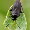 Black plant bug - Capsus ater  | Fotografijos autorius : Gintautas Steiblys | © Macronature.eu | Macro photography web site