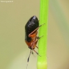 Black plant bug - Capsus ater | Fotografijos autorius : Vidas Brazauskas | © Macronature.eu | Macro photography web site