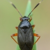 Black plant bug - Capsus ater | Fotografijos autorius : Žilvinas Pūtys | © Macronature.eu | Macro photography web site