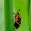 Black plant bug - Capsus ater | Fotografijos autorius : Romas Ferenca | © Macronature.eu | Macro photography web site