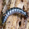 Black snail beetle - Phosphuga atrata, larva | Fotografijos autorius : Romas Ferenca | © Macronature.eu | Macro photography web site