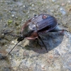 Black snail beetle - Phosphuga atrata | Fotografijos autorius : Vitalii Alekseev | © Macronature.eu | Macro photography web site
