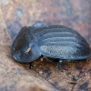 Black snail beetle - Phosphuga atrata | Fotografijos autorius : Darius Baužys | © Macronature.eu | Macro photography web site